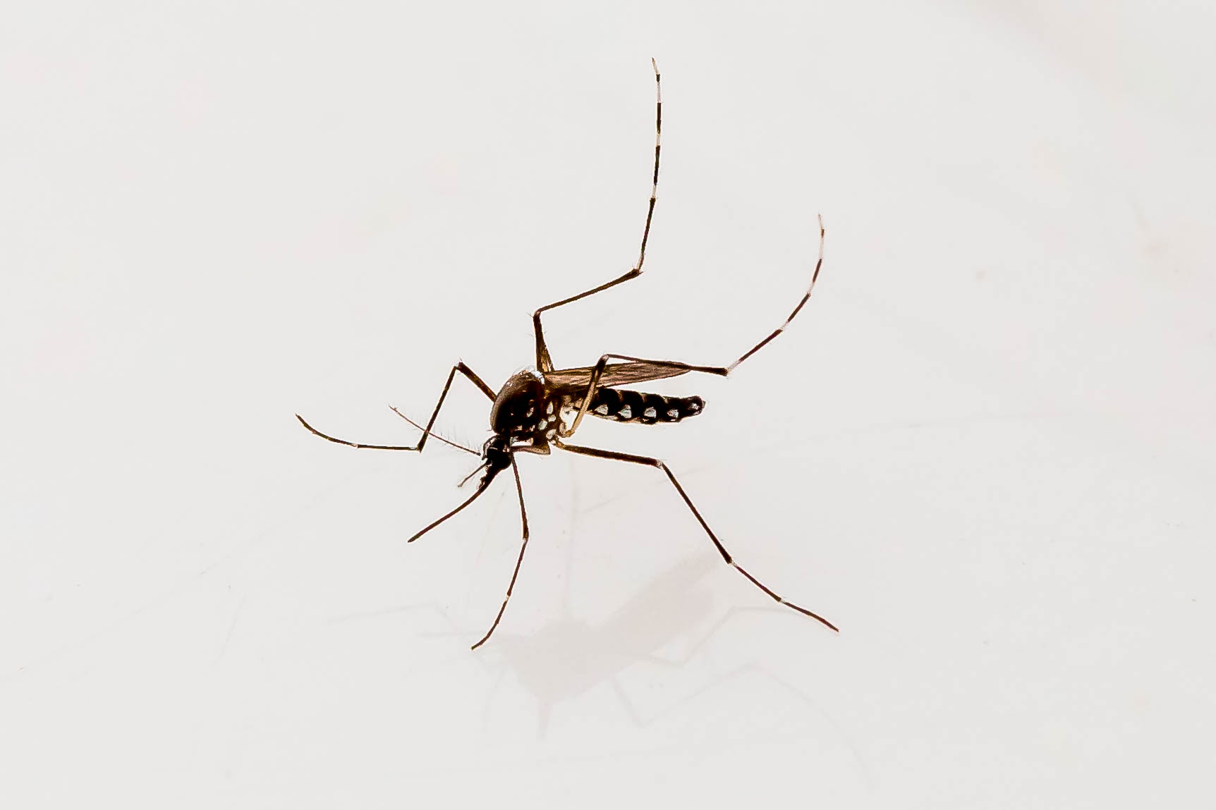 Aedes aegypti mosquito