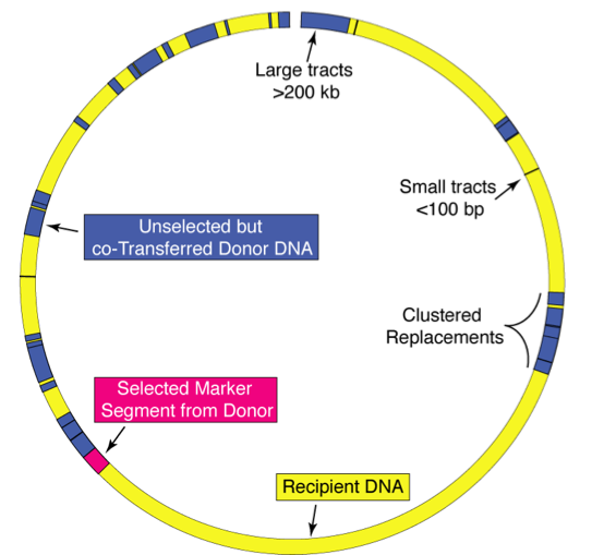 Distributive Conjugal Transfer creates patchwork genomes