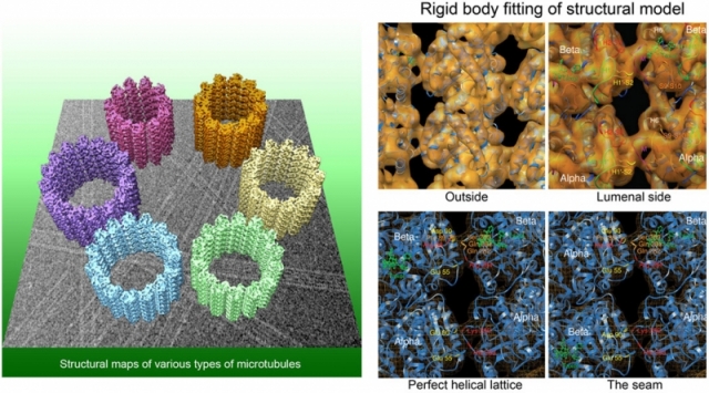 Structures of various types of microtubules