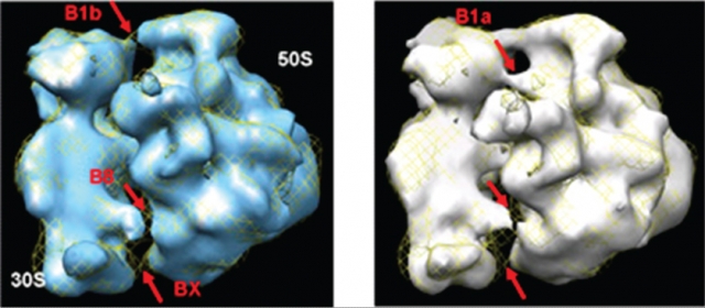 Classification of ~4400 partially re-associated 70S images