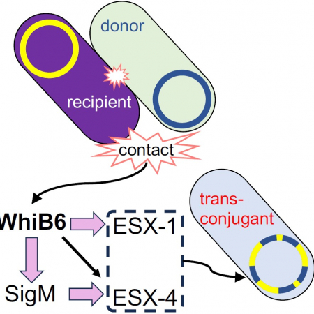 WhiB6 activated by donor cell contact 
