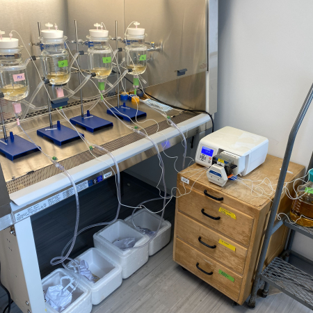 Glass bladder model setup used in this study, with five bladders running in tandem. Schematic representation created in BioRender (Guterman, B. https://BioRender.com/0d8si2e), adapted from Benjamin, C.H. et al., mBio 0, e02164–02124 (2024).