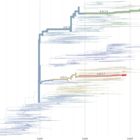 RSV phylogenetic tree