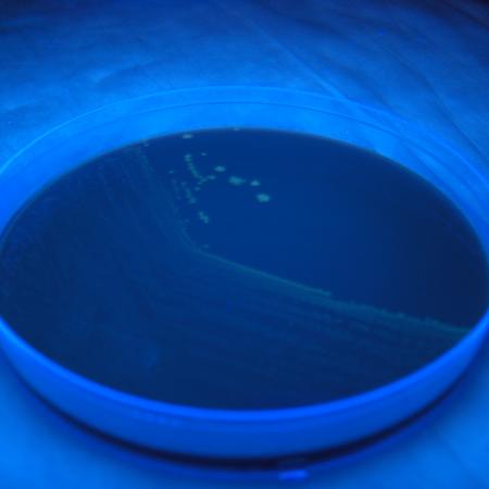 Laboratory Developed Tests Search Tool