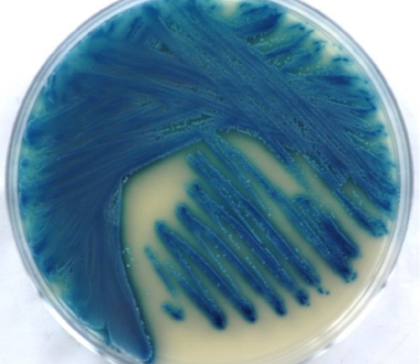 Candida blankii