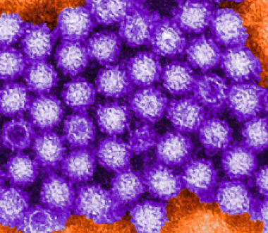 Digitally colorized transmission electron micrograph of Norovirus virions. Photo credit: Charles D. Humphrey, CDC Digitally colorized transmission electron micrograph of Norovirus virions. Photo credit: Charles D. Humphrey, CDC