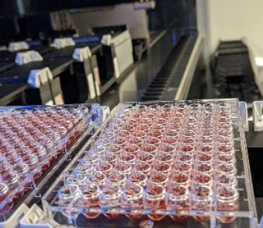 Microtiter blood plate courtesy Linda Styer