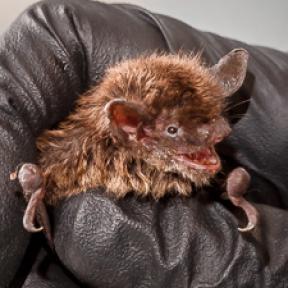 Little brown bat Myotis lucifugus