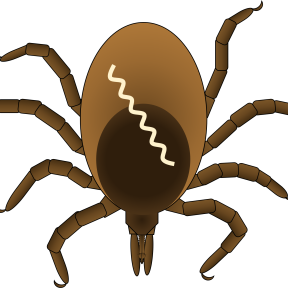 Illustration of a deer tick