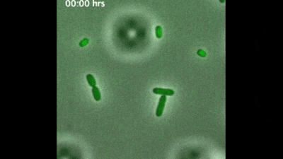 Phages (red) infecting Salmonella cells