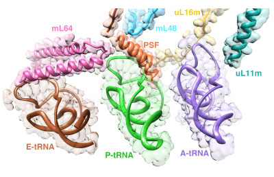 Unique interactions between the human mitochondrial ribosomal components and tRNAs (Koripella and Sharma et al., 2020).