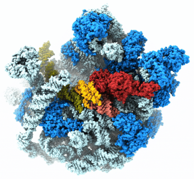 HflX (red) disrupts key 23S rRNA helices (green, orange, maroon) within the 50S ribosome (blue hues) to drive drug resistance in mycobacteria (Majumdar et al., 2025).