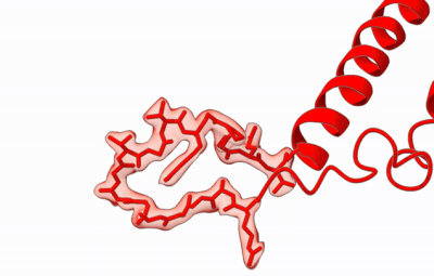 HflX (red) reshapes itself to interact with ribosome-bound erythromycin (yellow) in mycobacteria (Majumdar et al., 2025).