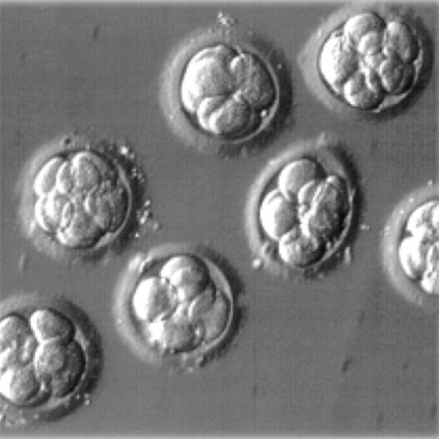 8-cell (embryonic day 2.5) mouse embryos 8-cell (embryonic day 2.5) mouse embryos