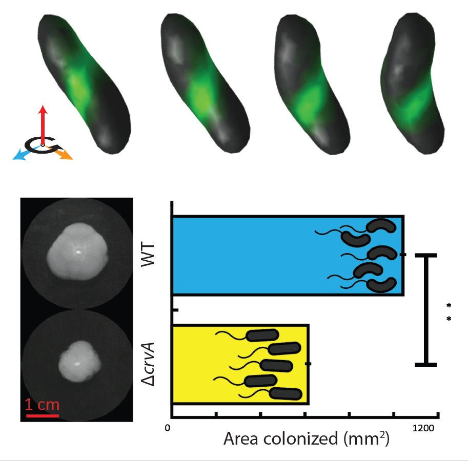 V. cholerae cells V. cholerae cells