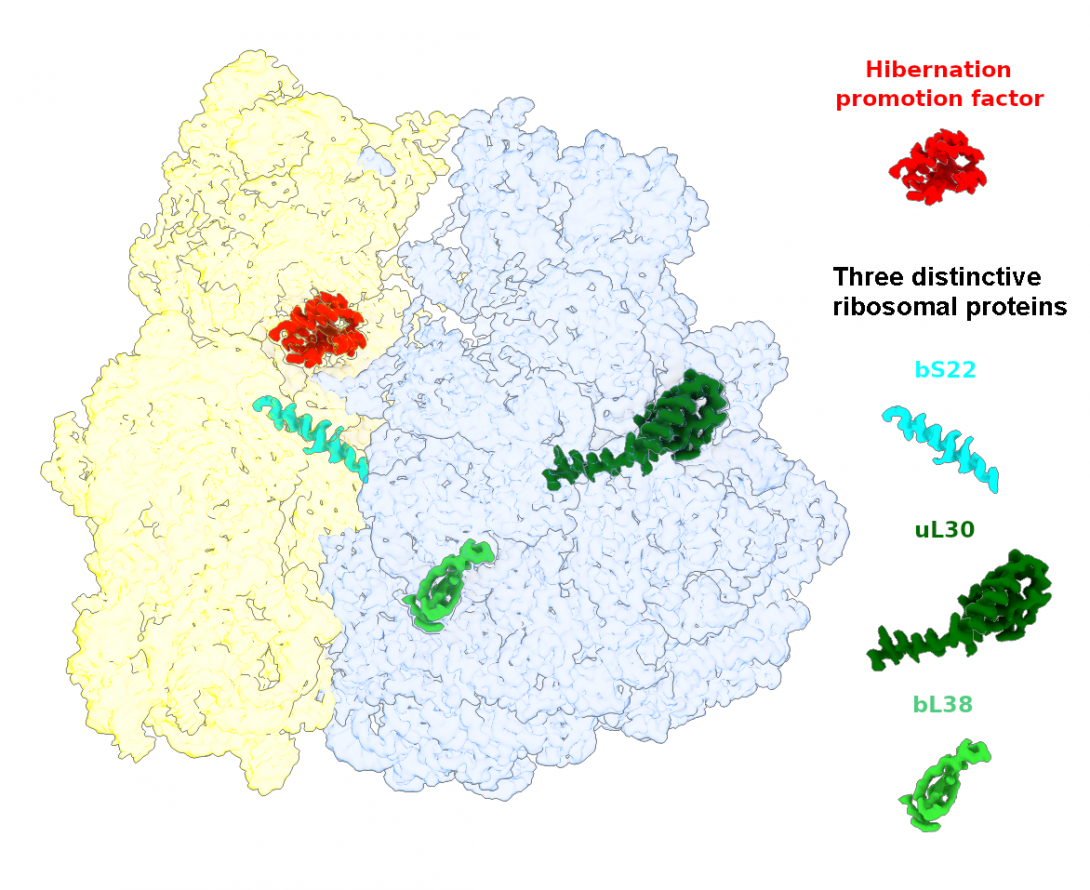 Structure of the ribosome from Lyme disease-causing bacteria, Borrelia burgdorferi, with three distinctive ribosomal proteins (Sharma et al., 2023) Structure of the ribosome from Lyme disease-causing bacteria, Borrelia burgdorferi, with three distinctive ribosomal proteins (Sharma et al., 2023)