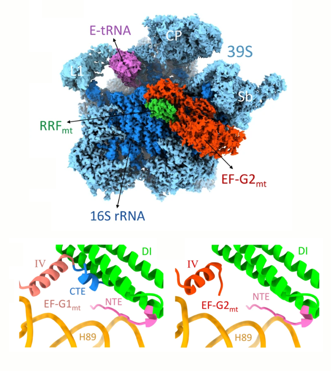 Structure of the human mitochondrial ribosome recycling complex (Koripella et al., 2021) Structure of the human mitochondrial ribosome recycling complex (Koripella et al., 2021)