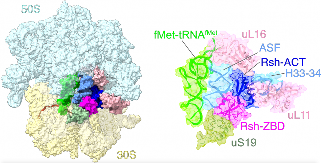 Structure of a starvation sensing mycobacterial ribosome complex (Li and Majumdar et al., 2023) Structure of a starvation sensing mycobacterial ribosome complex (Li and Majumdar et al., 2023)