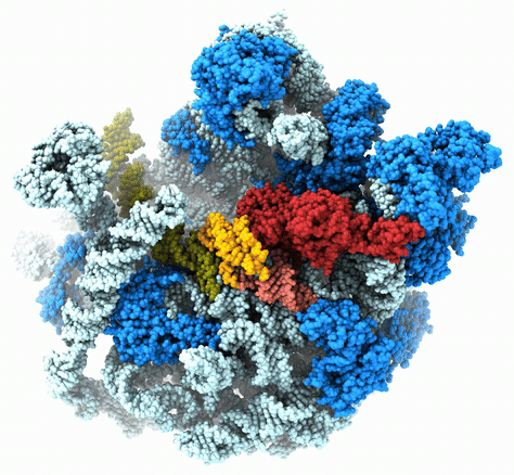 HflX (red) disrupts key 23S rRNA helices (green, orange, maroon) within the 50S ribosome (blue hues) to drive drug resistance in mycobacteria (Majumdar et al., 2025). HflX (red) disrupts key 23S rRNA helices (green, orange, maroon) within the 50S ribosome (blue hues) to drive drug resistance in mycobacteria (Majumdar et al., 2025).