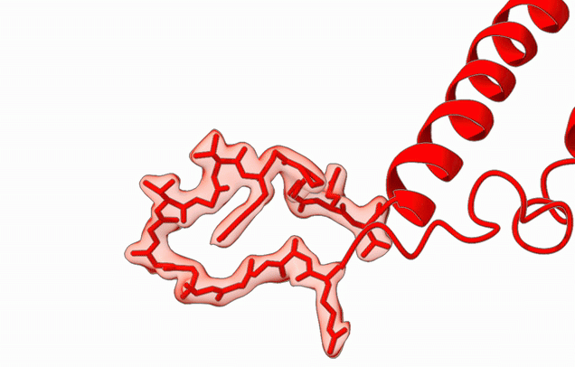 HflX (red) reshapes itself to interact with ribosome-bound erythromycin (yellow) in mycobacteria (Majumdar et al., 2025). HflX (red) reshapes itself to interact with ribosome-bound erythromycin (yellow) in mycobacteria (Majumdar et al., 2025).