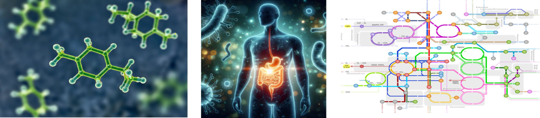 Photo credit: Left two images-Adobe stock; Right image-chemistrytalk.org/metabolic-pathways/
