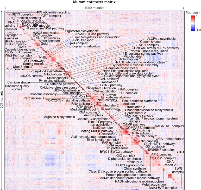 C. neoformans Mutant Cofitness Matrix