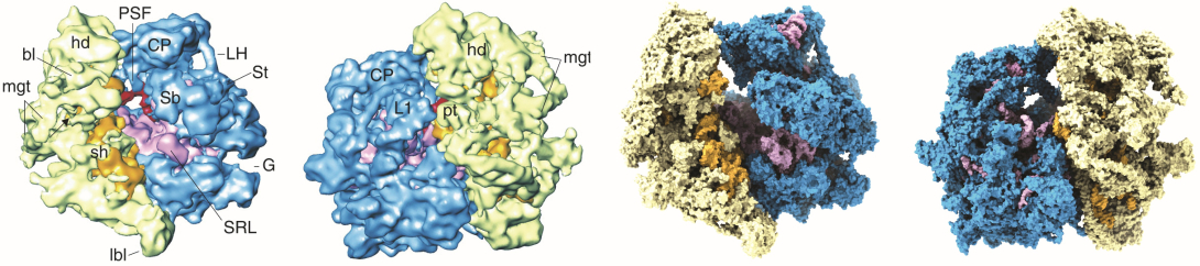 Mitoribosome Agrawal Lab