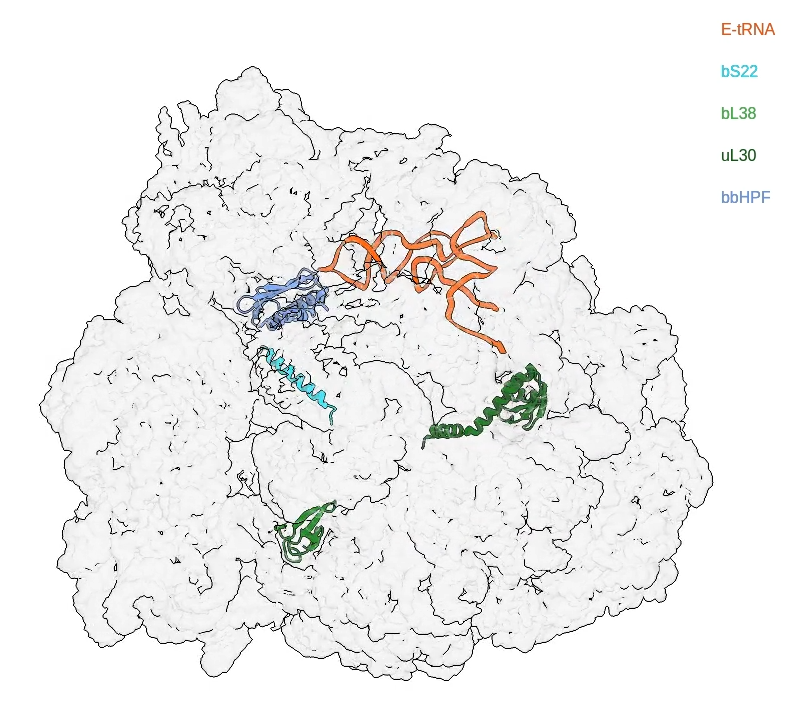The structure of a hibernating ribosome in a Lyme disease pathogen (Sharma et al. 2023) The structure of a hibernating ribosome in a Lyme disease pathogen (Sharma et al. 2023)