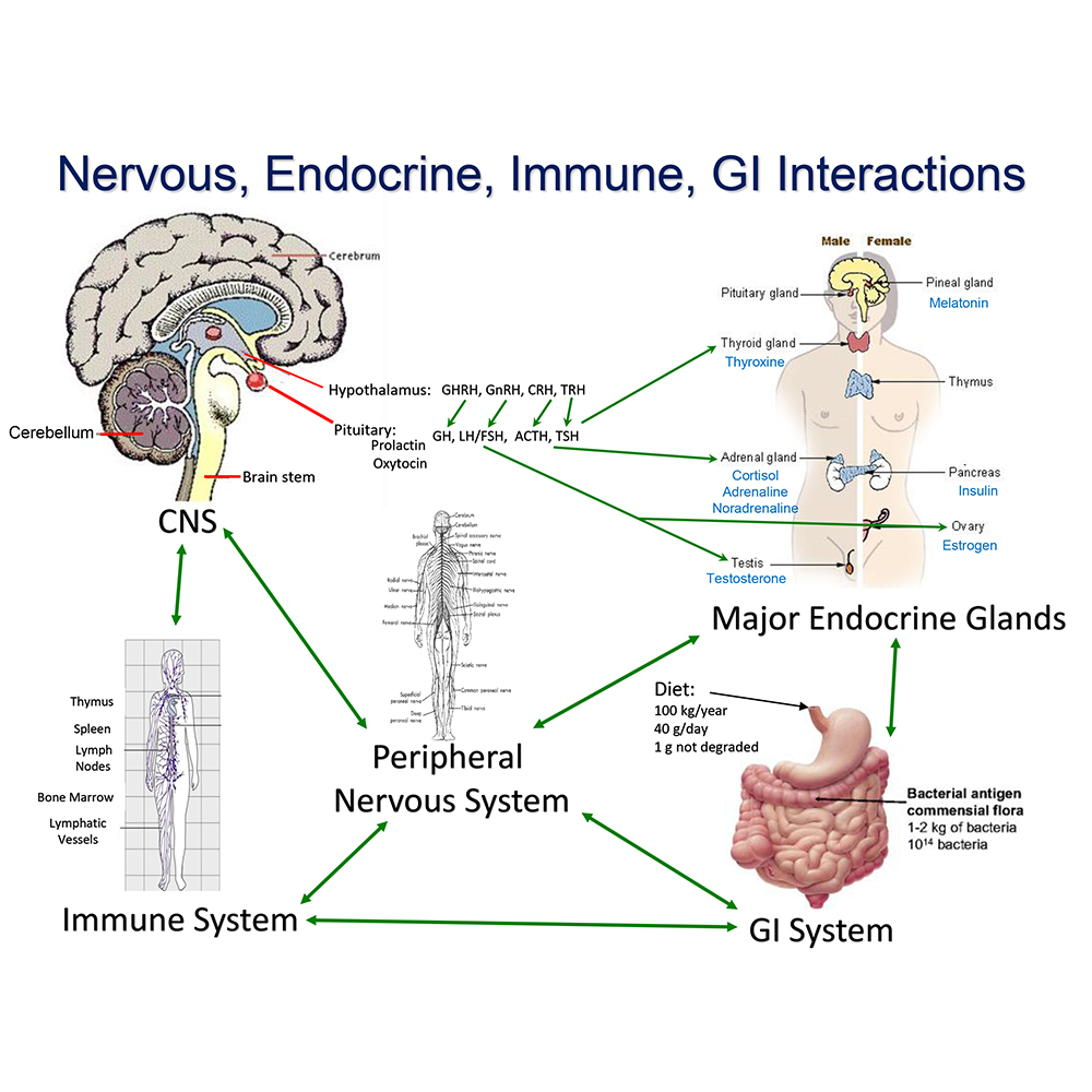 Nervous, endocrine, immune and GI interactions Nervous, endocrine, immune and GI interactions